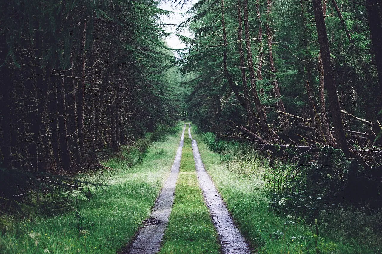 A quiet woodland path through a Scottish forest